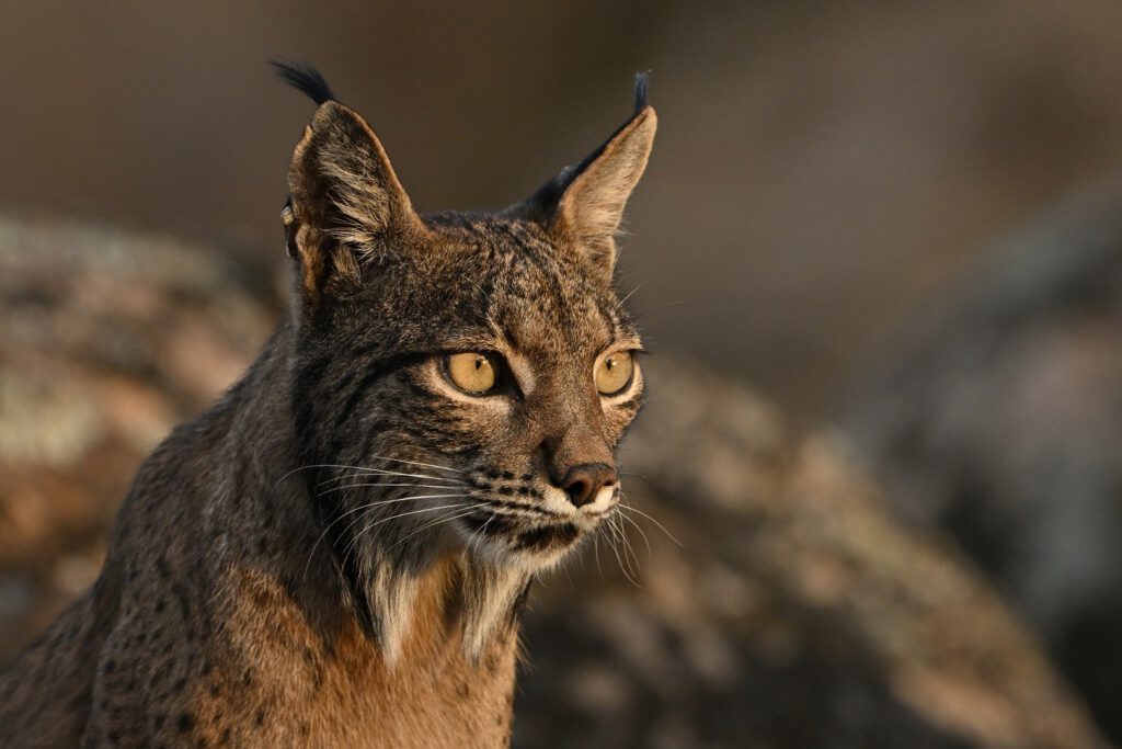 Lynx Ibérique en Andalousie