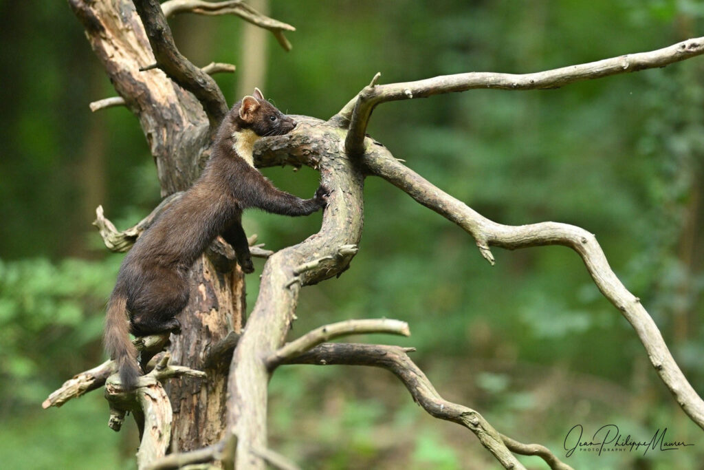 Un été en Alsace