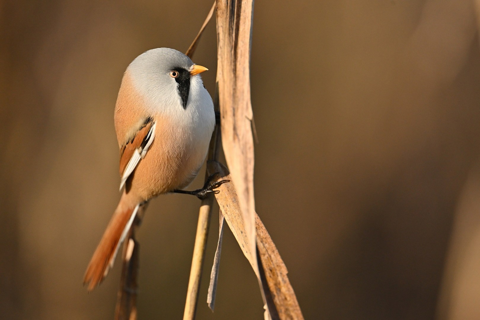 You are currently viewing Octobre 2025