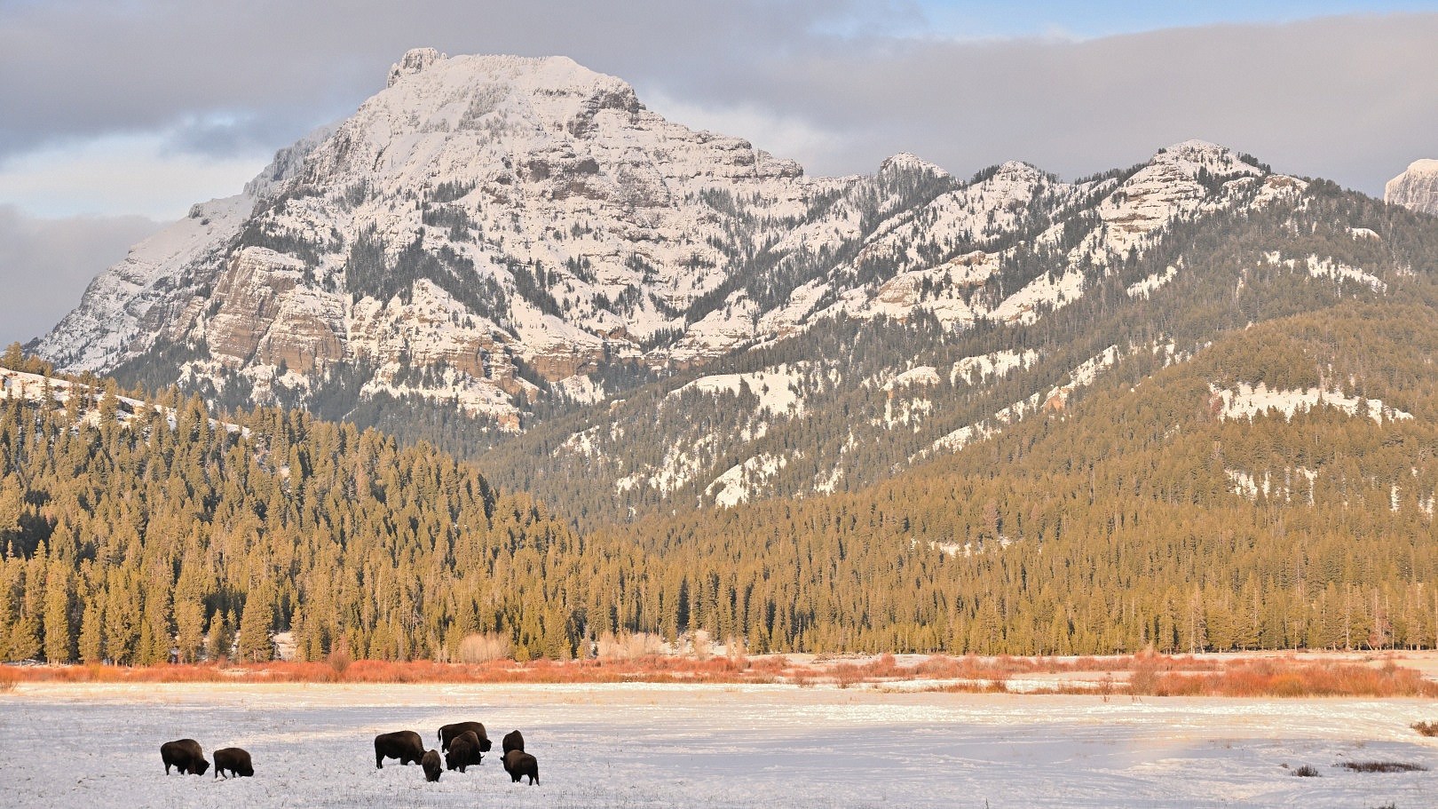 You are currently viewing Yellowstone en hiver