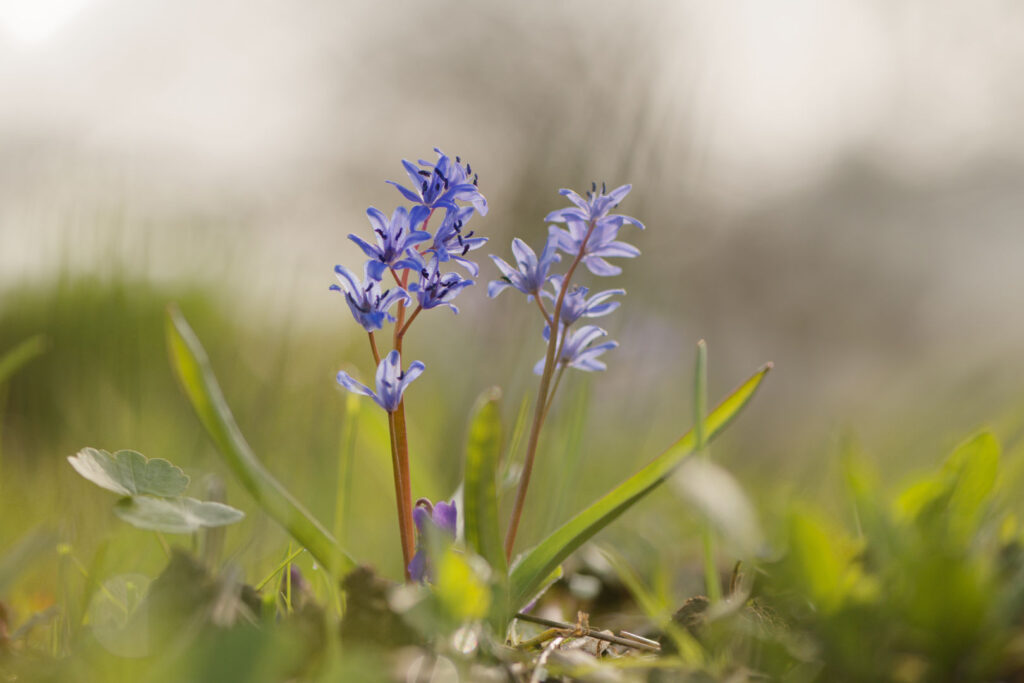 Comme un air de printemps