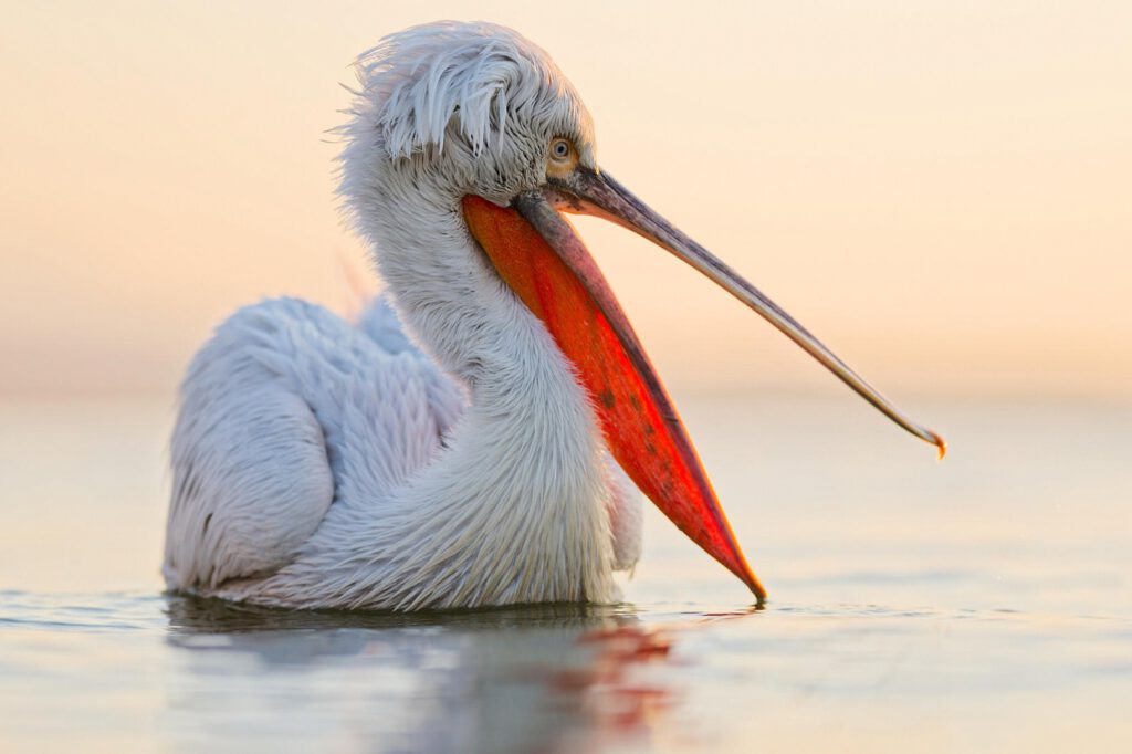 Lac Kerkíni Grèce.