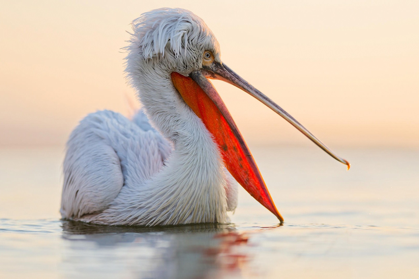 You are currently viewing Lac Kerkíni Grèce.