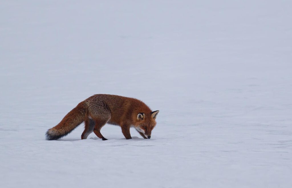 Hiver 2026 déjà la fin ?