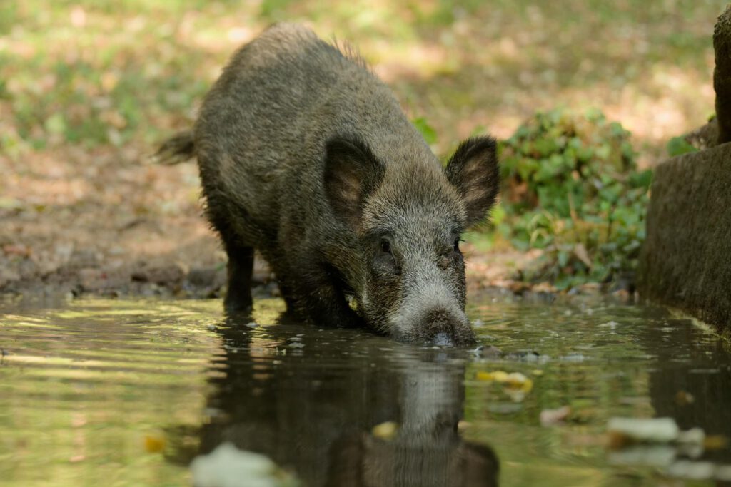 Le mois du cochon !